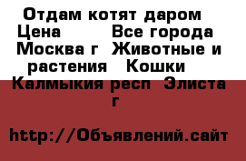 Отдам котят даром › Цена ­ 10 - Все города, Москва г. Животные и растения » Кошки   . Калмыкия респ.,Элиста г.